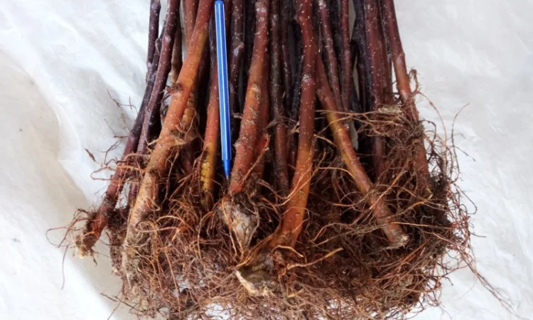 Підщепа для яблуні 54-118 - фото № 1