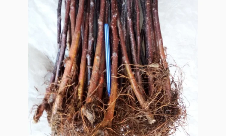 Підщепа для яблуні 54-118 - фото № 2