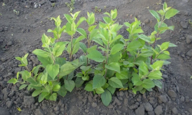 Подвой (підщепа) для яблуні ММ-106 на дорощування, літнє окулірув., зимове щеплення - фото № 1