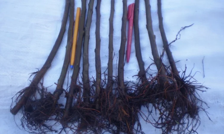 Подвой (підщепа) для яблуні ММ-106 на дорощування, літнє окулірув., зимове щеплення - фото № 2