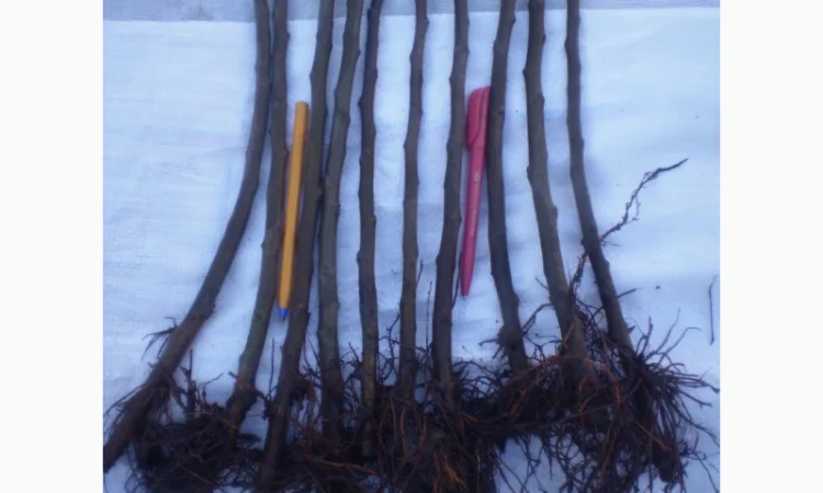 Подвой (підщепа) для яблуні ММ-106 на дорощування, літнє окулірув., зимове щеплення - фото № 3