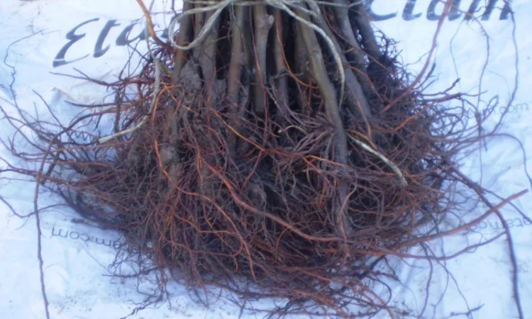 Подвой (підщепа) для яблуні ММ-106 на дорощування, літнє окулірув., зимове щеплення - фото № 4