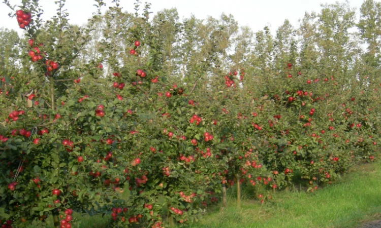 Саженцы яблони Рассавка и других сортов - фото № 1