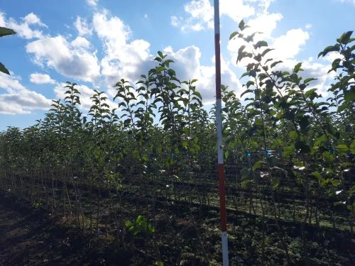 Продам саджанці яблуні сорту Фуджі Сан - фото № 1