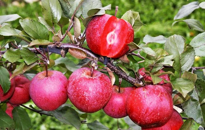 Саженцы яблони с красной мякотью Байя Мариса - фото № 1