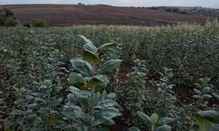 Продам подвой м9 т337 - фото № 1