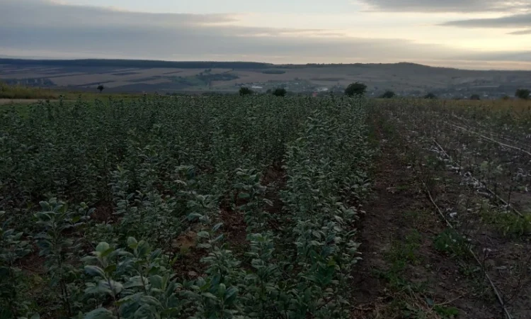 Продам подвой м9 т337 - фото № 2