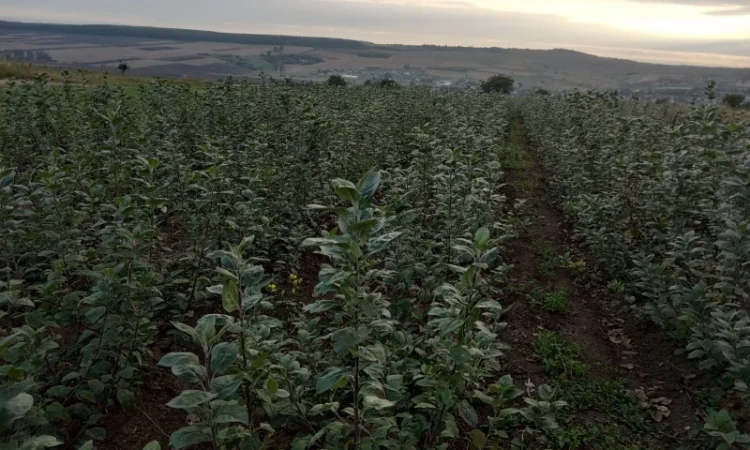 Продам подвой м9 т337 - фото № 3