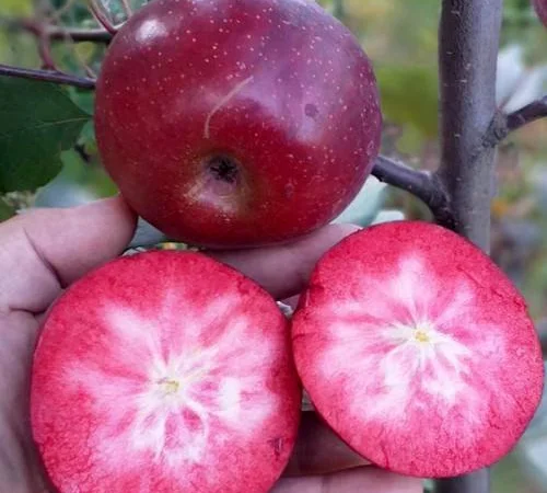 Яблуня "Бая Маріса" (з ароматом полуниці, червоном'яса) - фото № 1