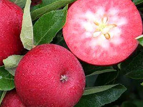 Яблуня "Бая Маріса" (з ароматом полуниці, червоном'яса) - фото № 2