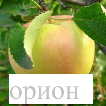 Саженцы Яблони Сириус 100гр, Орион 100гр и Опал 120гр (иммунные сорта) - фото № 1