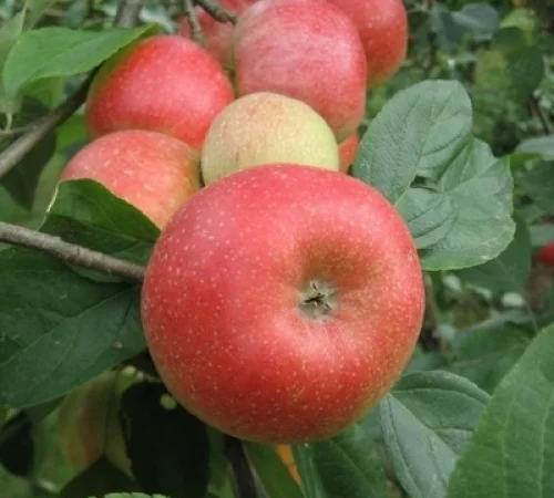 Аріва Імунний сорт - фото № 1