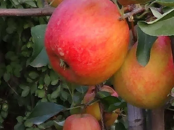 Аріва Імунний сорт - фото № 2