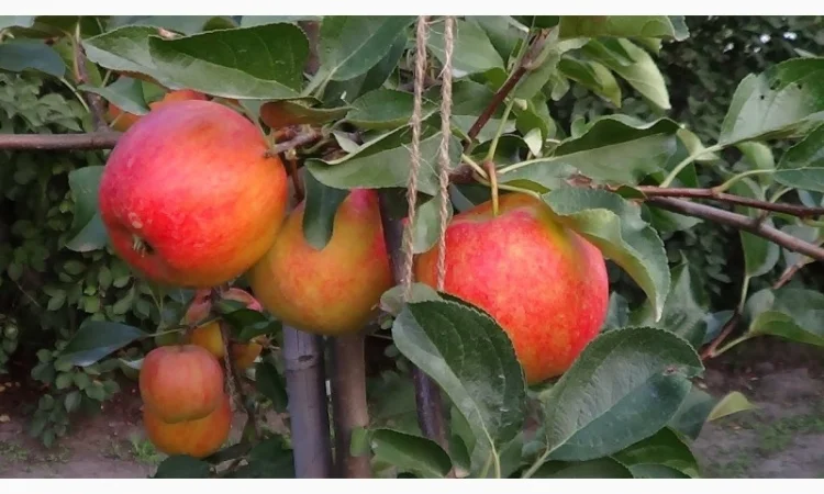 Аріва Імунний сорт - фото № 3