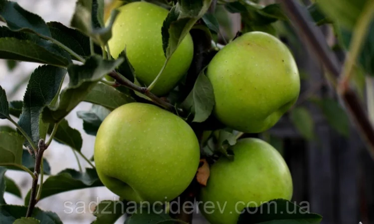 Продам саджанці яблуні Смеральда - фото № 1