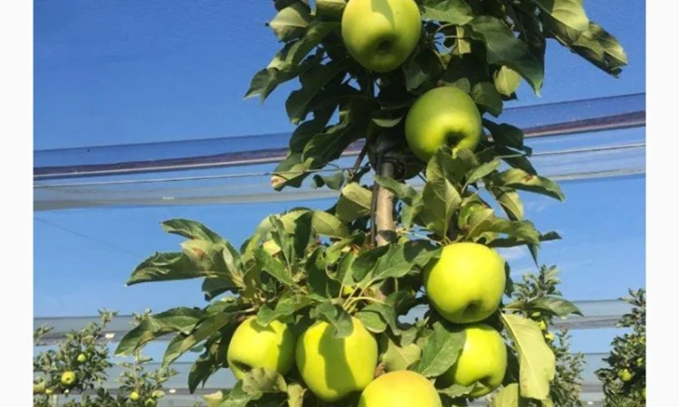 Продам саджанці яблуні Смеральда - фото № 3