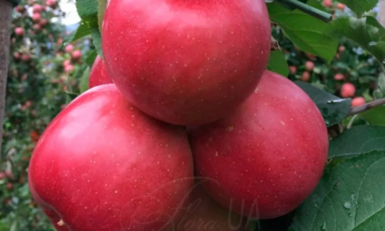 Продам саджанці яблуні Фуджі Фубракс - фото № 1