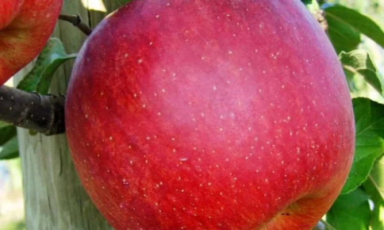 Продам саджанці яблуні Фуджі Фубракс - фото № 2