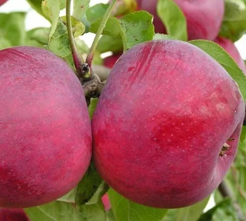 Продаємо саджанці яблуні на підщепі мм-106 та м9 - фото № 1