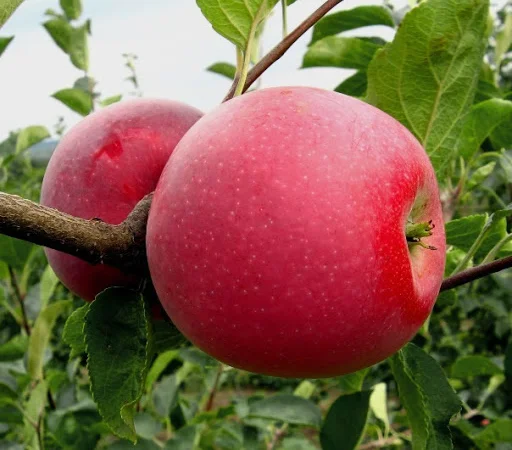 Продаємо саджанці яблуні на підщепі мм-106 та м9 - фото № 2