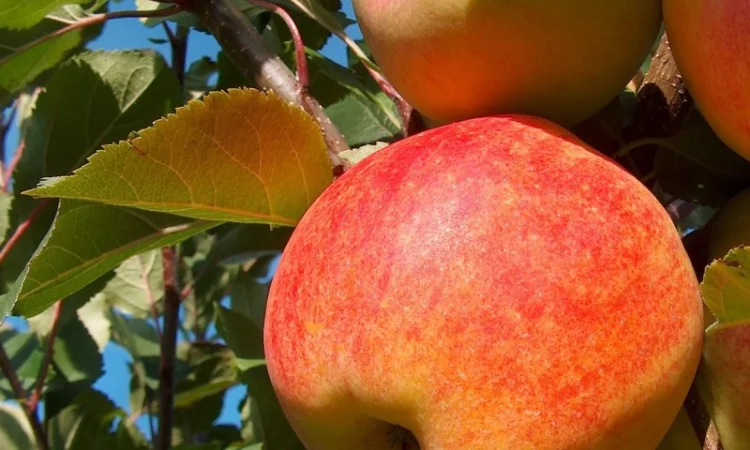 Продаємо саджанці яблуні на підщепі мм-106 та м9 - фото № 3