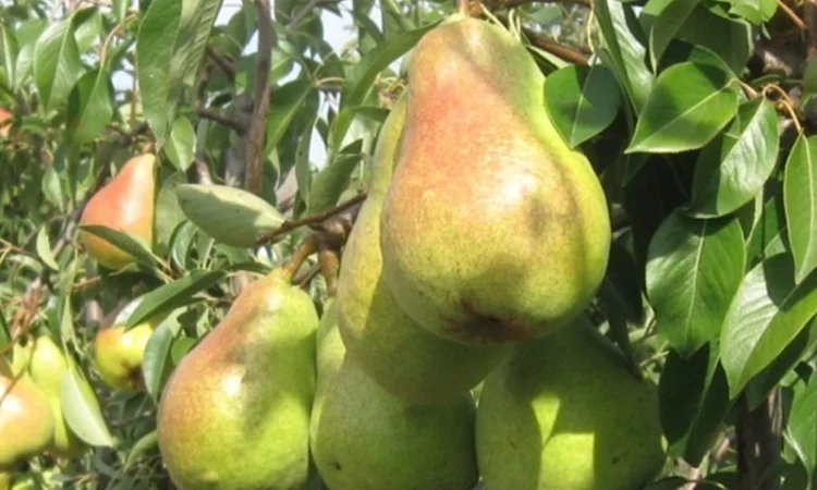 Продаємо саджанці яблуні на підщепі мм-106 та м9 - фото № 6