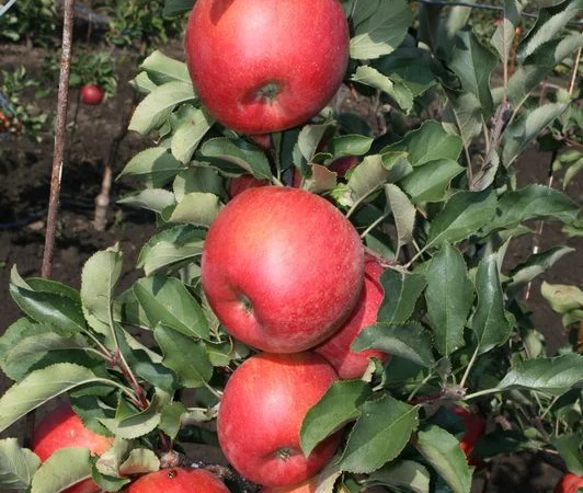 Чемпіон Рено - фото № 1