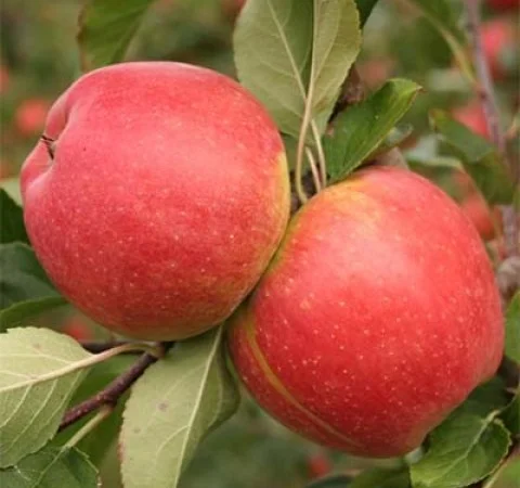 Чемпіон Рено - фото № 2