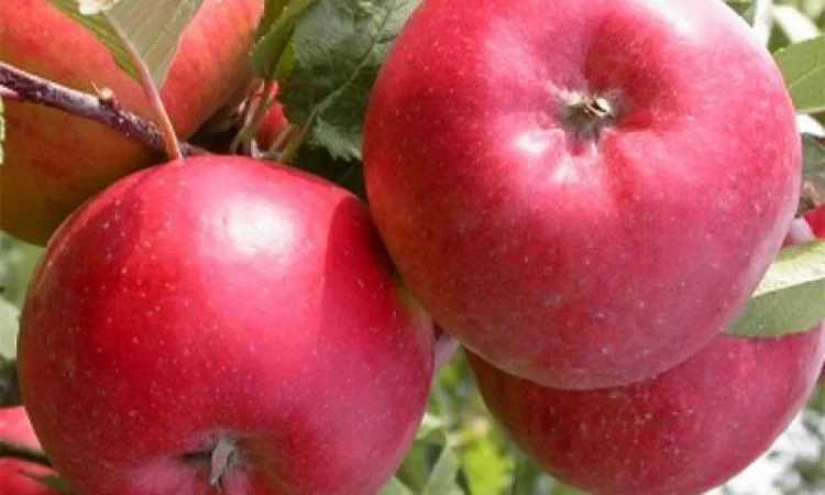 Сорт яблуні Ред Топаз - фото № 4