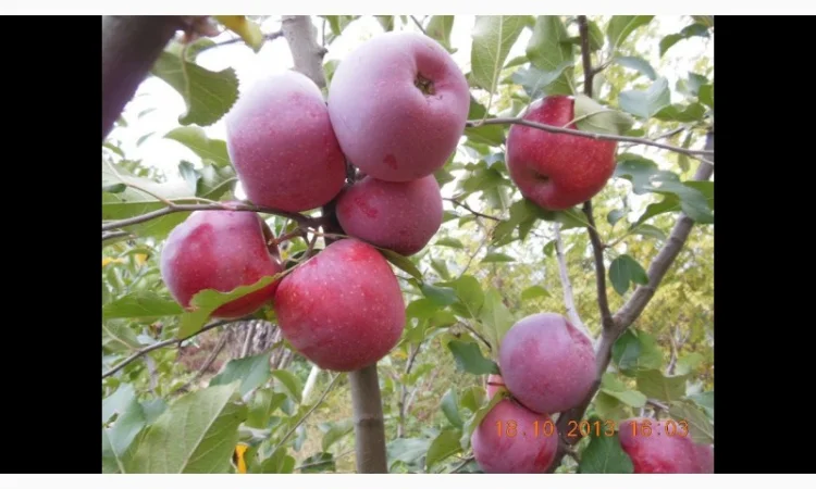 Саджанці яблунь Флоріна - фото № 2