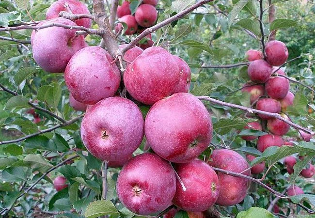 Саджанці яблунь Флоріна - фото № 3