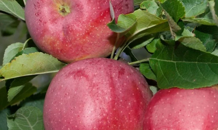 Саджанці яблунь Флоріна - фото № 4