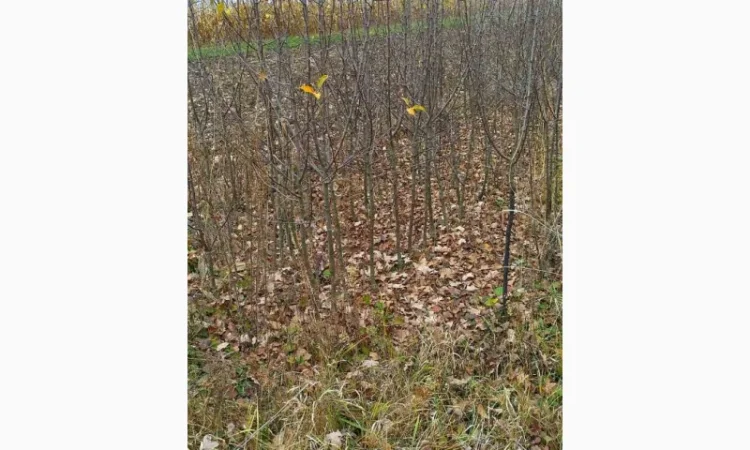 Продам двухгодичные саженцы яблок высшей категории на 106 -й корень - фото № 1