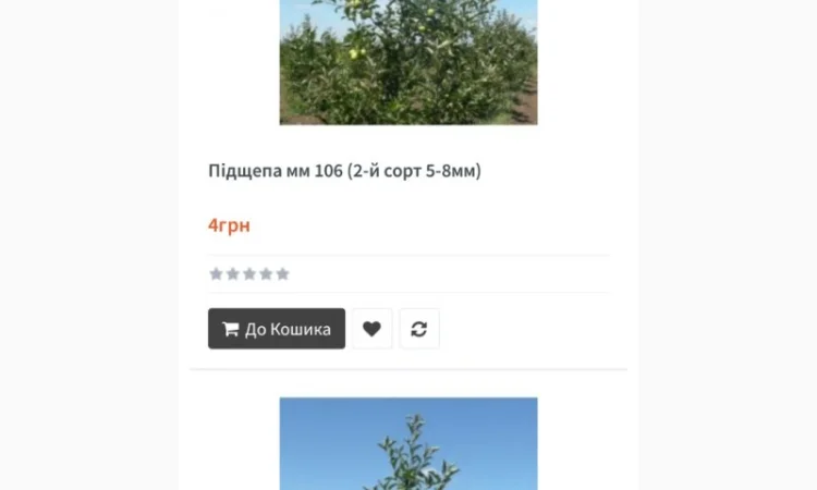 Продам саджанці яблуні - фото № 1