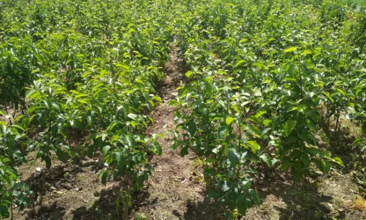 Продам саженцы яблони имунных сортов Сириус, Розелла и др - фото № 1