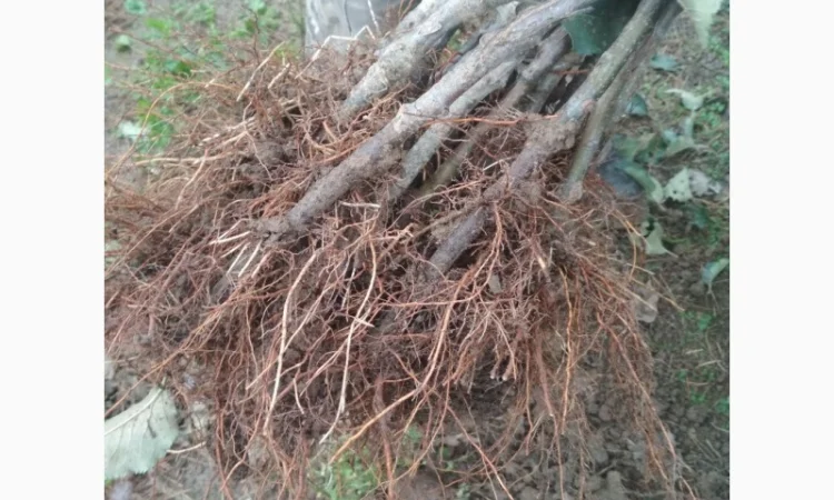 Продам саженцы яблони имунных сортов Сириус, Розелла и др - фото № 2