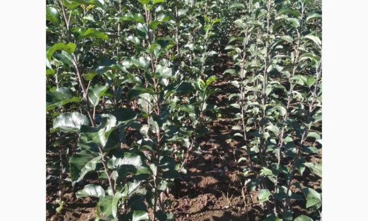 Продам саженцы яблони имунных сортов Сириус, Розелла и др - фото № 3