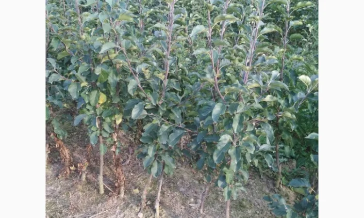 Продам саженцы яблони имунных сортов Сириус, Розелла и др - фото № 4