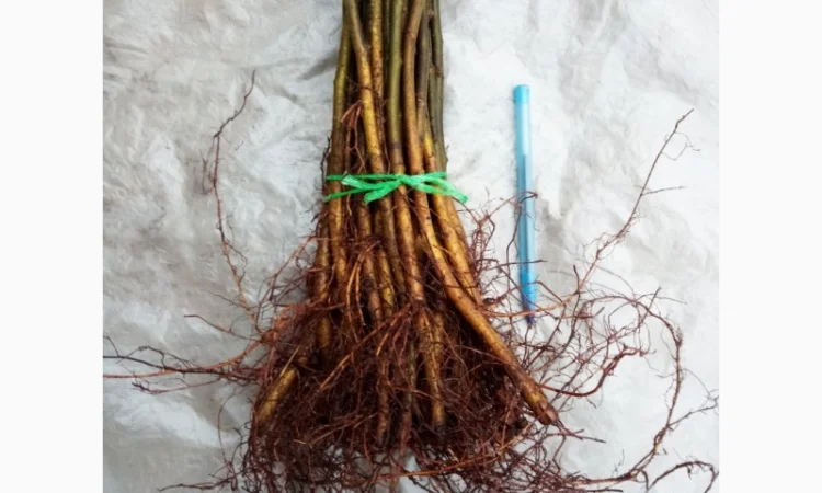 Подвой, айва S1 на летнюю окулировку, 4-7 мм - фото № 3