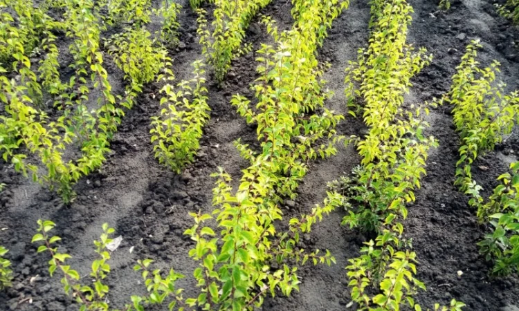 Сіянці аличі для персика, нектарина, сливи - фото № 1