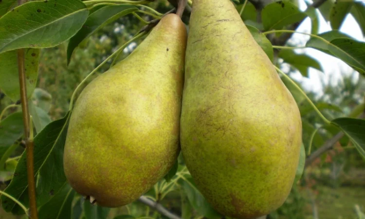 Живці груші, яблуні, абрикоса, черешні, сливи, персика для зимового та весняного щеплення - фото № 1