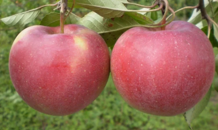 Живці груші, яблуні, абрикоса, черешні, сливи, персика для зимового та весняного щеплення - фото № 2