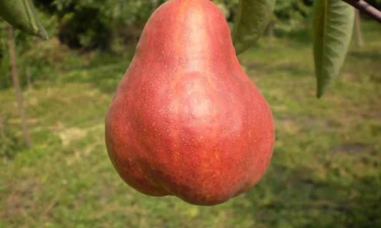 Живці груші, яблуні, абрикоса, черешні, сливи, персика для зимового та весняного щеплення - фото № 3