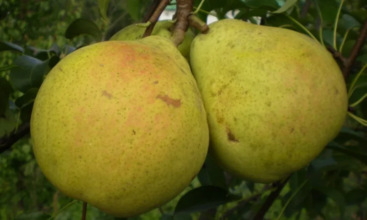 Живці груші, яблуні, абрикоса, черешні, сливи, персика для зимового та весняного щеплення - фото № 4