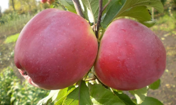 Живці груші, яблуні, абрикоса, черешні, сливи, персика для зимового та весняного щеплення - фото № 5