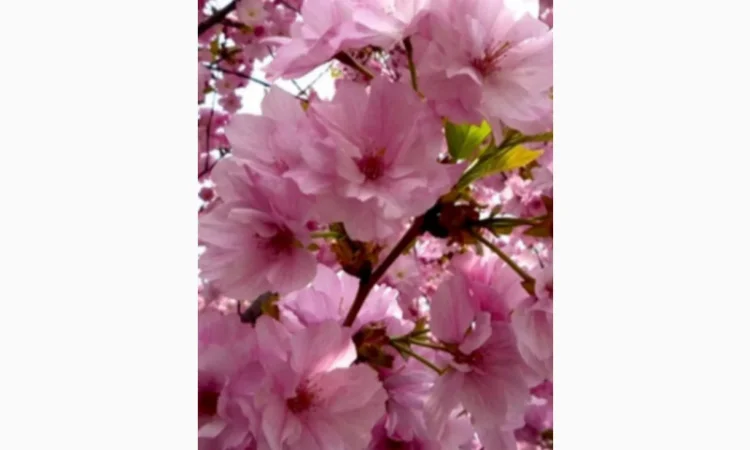 Саженцы декоративной сакуры - фото № 1