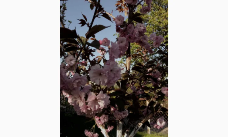 Саженцы декоративной сакуры - фото № 2