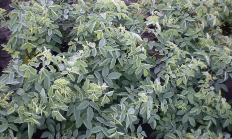 Сеянцы шиповника Донецкий безшипный - фото № 1