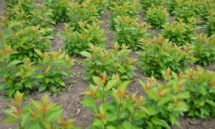 Вегетативні підщепи яблунь, груш, черешень та інших дерев - фото № 1