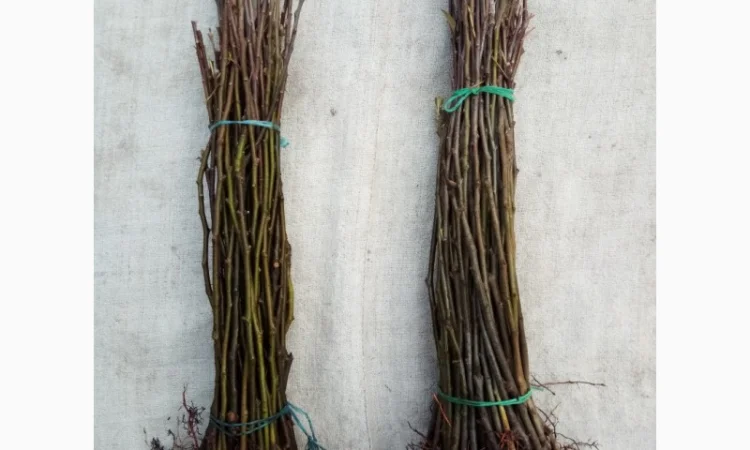 Вегетативні підщепи яблунь, груш, черешень та інших дерев - фото № 9